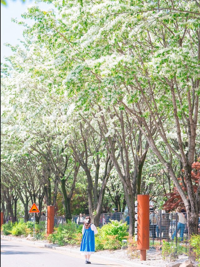 축제기간 한정 오픈되는 이팝나무 기찻길💚