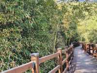 Find Peace at Daejeon Healing Forest: A Simple Getaway