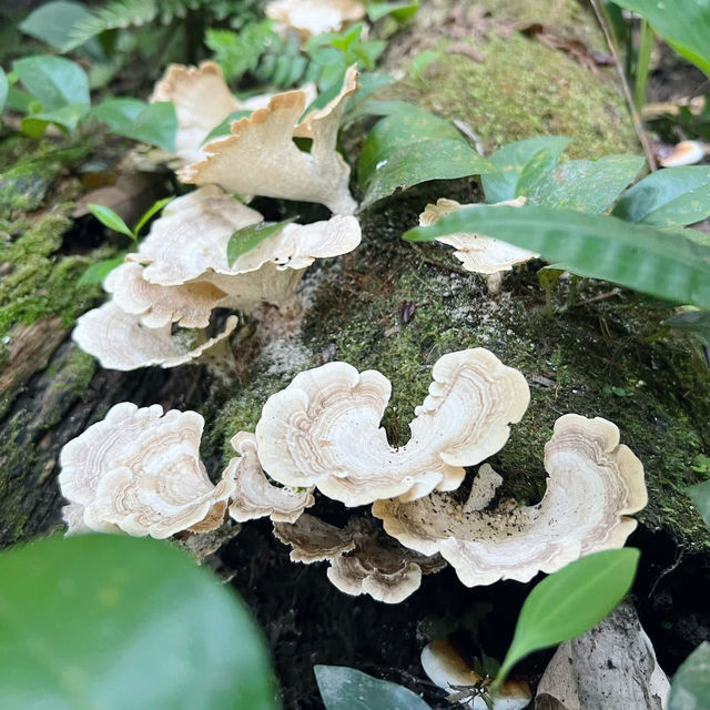 Above the Canopy: Walk on the Wild Side at MacRitchie 🇸🇬
