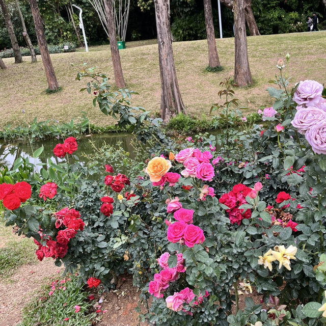 Shenzhen’s Hidden Gem: 人民公园 (People’s Park)