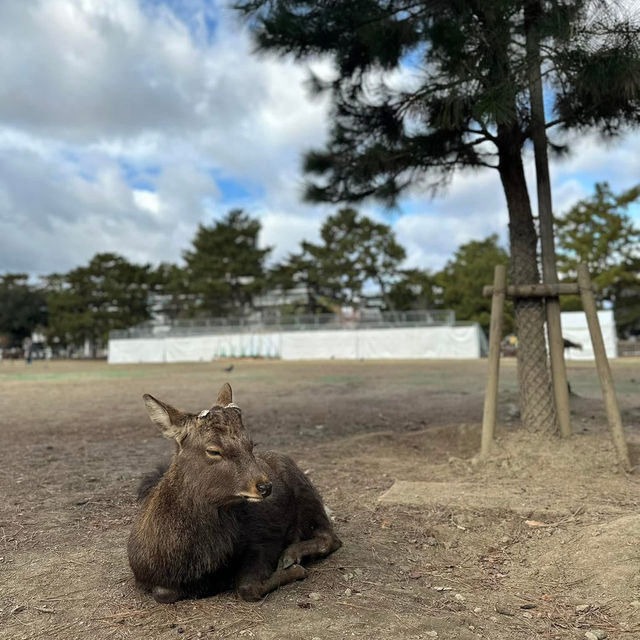 Just an Hour from Osaka: A Charming World of Deer, Temples & Tranquility