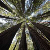 Whispers of the Redwoods: A Weekend in Muir Woods