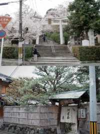 Kyoto | Cherry Blossoms, Torii Gates & a Serendipitous Reunion 🌸⛩️