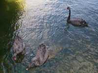 #羅託魯瓦湖Lake Rotorua-紐西蘭羅託魯瓦