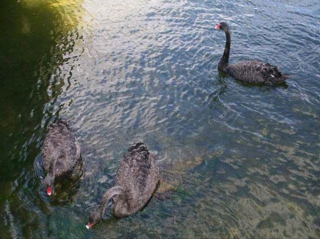 #羅託魯瓦湖Lake Rotorua-紐西蘭羅託魯瓦
