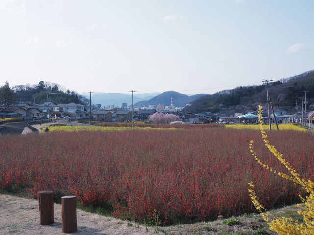 JR東日本鐵路周遊券：福島賞櫻 