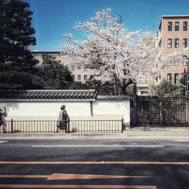 Japan – The Silent Power of Falling Cherry Blossoms Petals