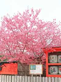 Where Petals Meet Bamboo – A Dreamy Day in Arashiyama