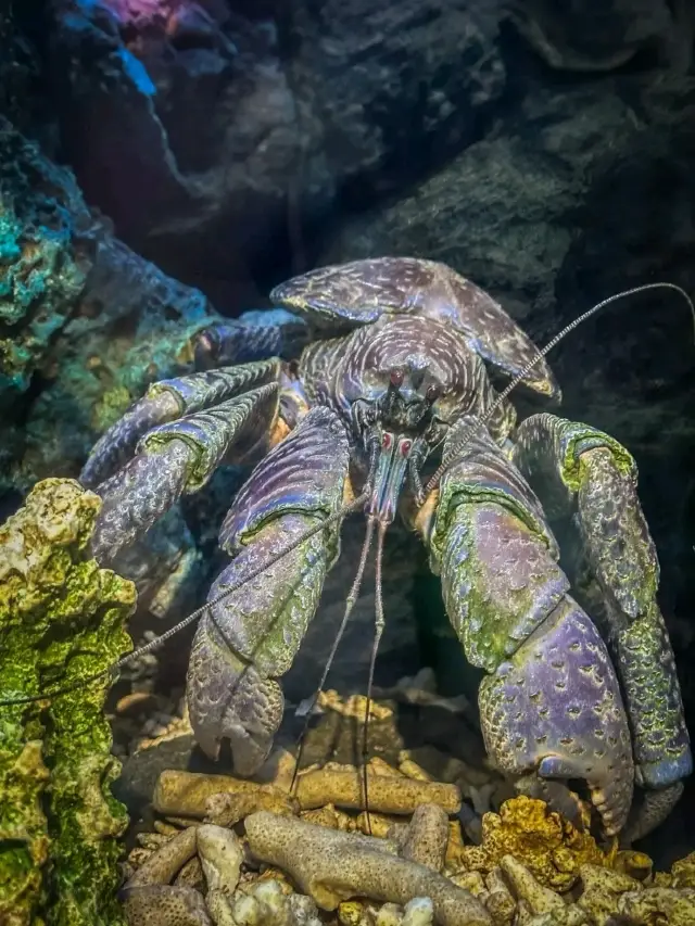 การเดินทางสู่โลกสีฟ้า: ความมหัศจรรย์แห่งมหาสมุทรที่พิพิธภัณฑ์สัตว์น้ำโอกินาว่า ชูราอูมิ