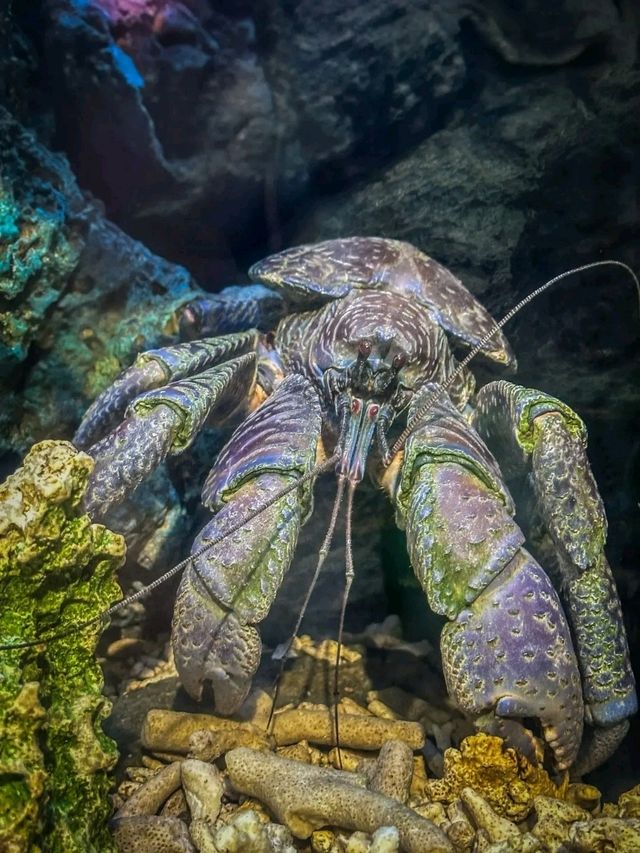 Journey into the Blue: Okinawa Churaumi Aquarium’s Ocean Wonders