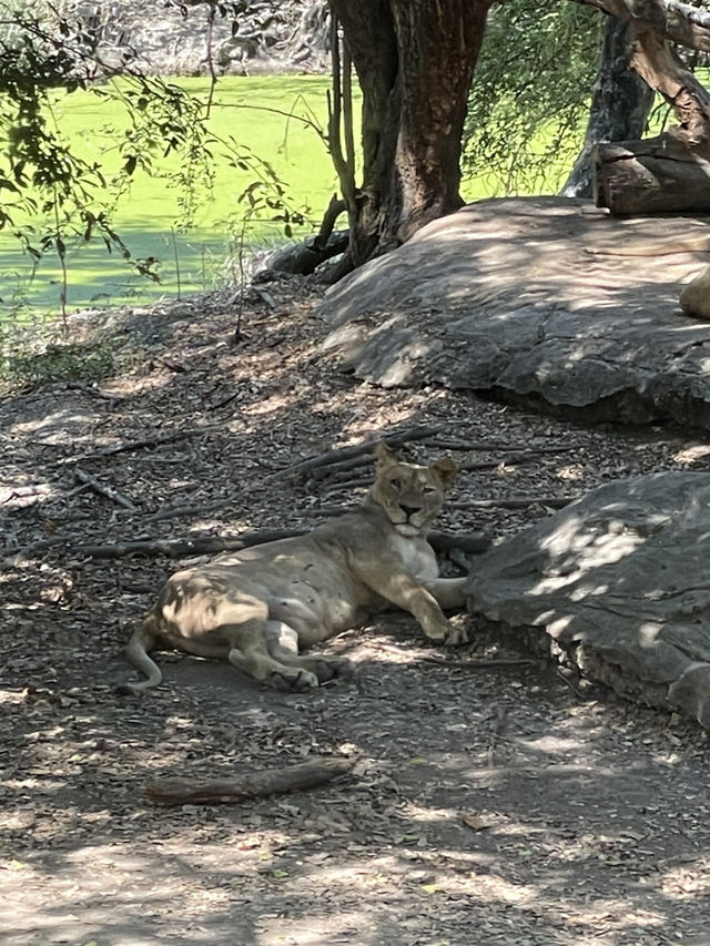 Safari World曼谷塞福瑞野生動物園🦧紅毛猩猩對你又親又抱 超熱情❤️‍🔥