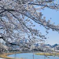 A Great Place to Walk: seongjeong Embankment Road (Songjeong Jegil)