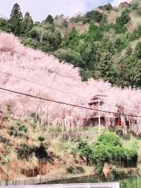Pink Petal Paradise at Seibu Park, Tokushima