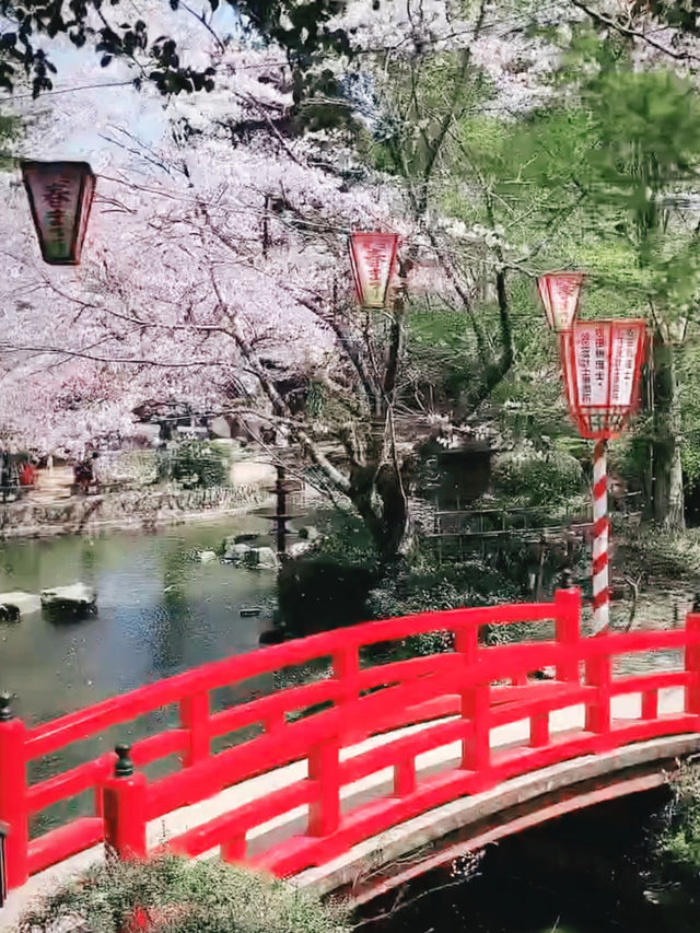 Petal Paradise Beneath Mt. Utsubuki