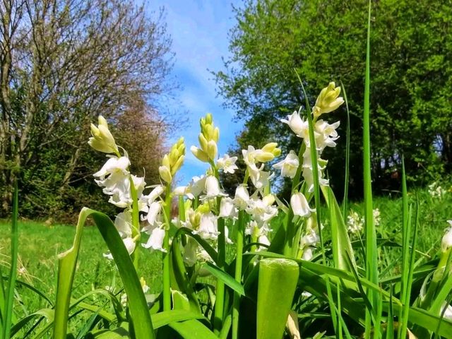 Stone & Blossom: Spring at Caludon Castle Park