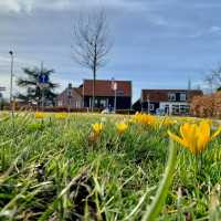 Spring in the Netherlands: A Season of Blooms and Beauty