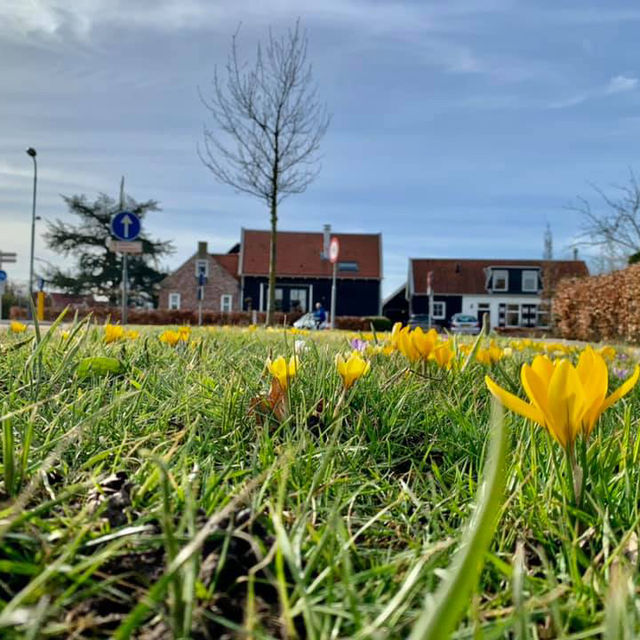 Spring in the Netherlands: A Season of Blooms and Beauty