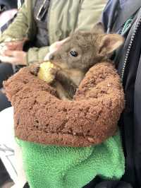 🐾 Warrnambool Wildlife Encounters: A Close-Up Australian Wildlife Experience  