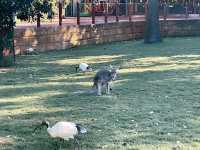 A Day at Caversham Wildlife Park