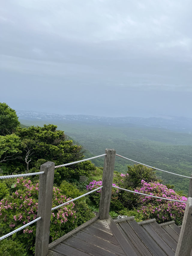 한라산의 초여름