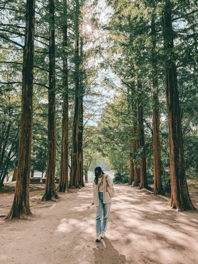 📍南怡島🇰🇷Nami Island🌸🌳🍁☃️一年四季都可以到訪既小島🤍