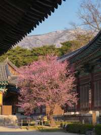 고즈넉한 아름다움 가득 풍기는 통도사 홍매화🌸