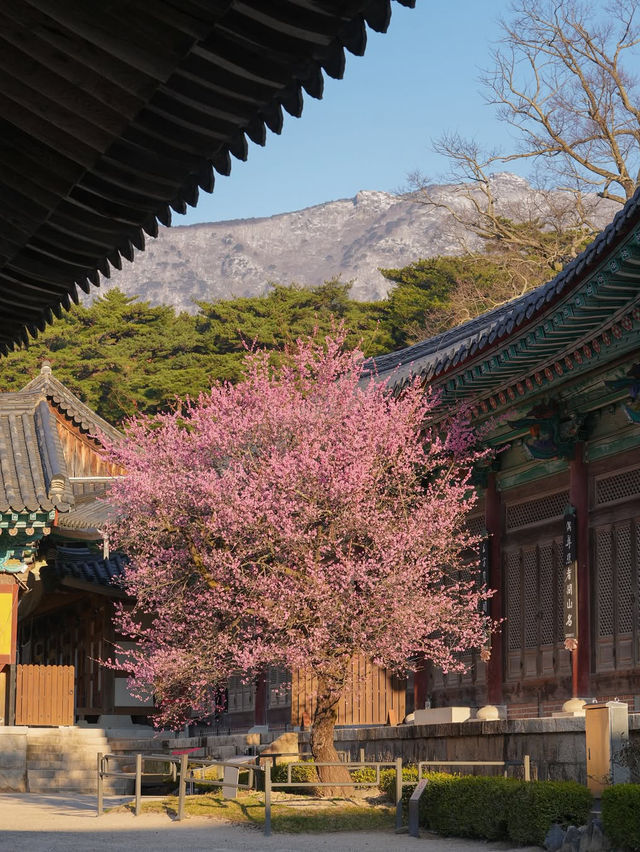 고즈넉한 아름다움 가득 풍기는 통도사 홍매화🌸