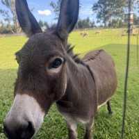 Lone Pine Koala Sanctuary – Brisbane, QLD