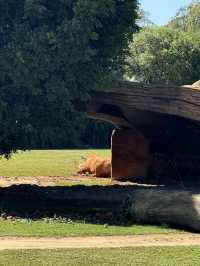 Australia Zoo is just a popular choice