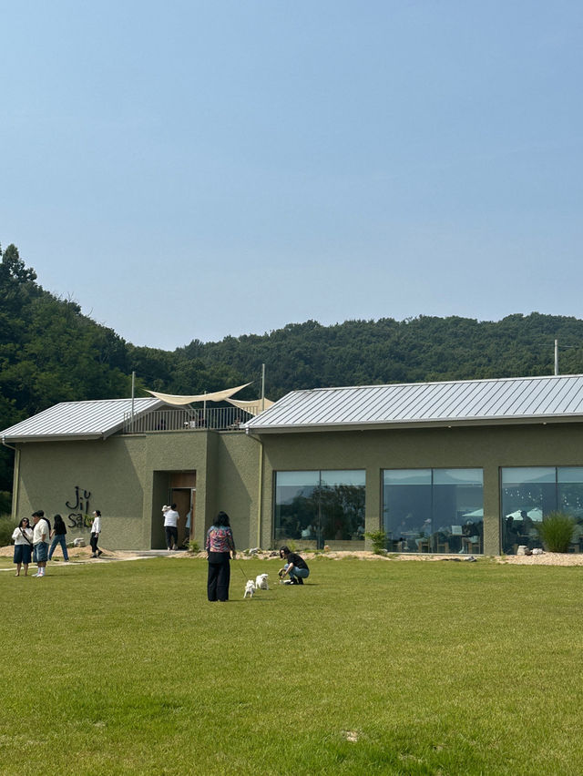  🌲☀️아산 샤스타데이지 카페 카페지새울