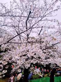ชมซากุระบานที่ Ueno Park
