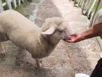 2D1N Cameron Highlands
