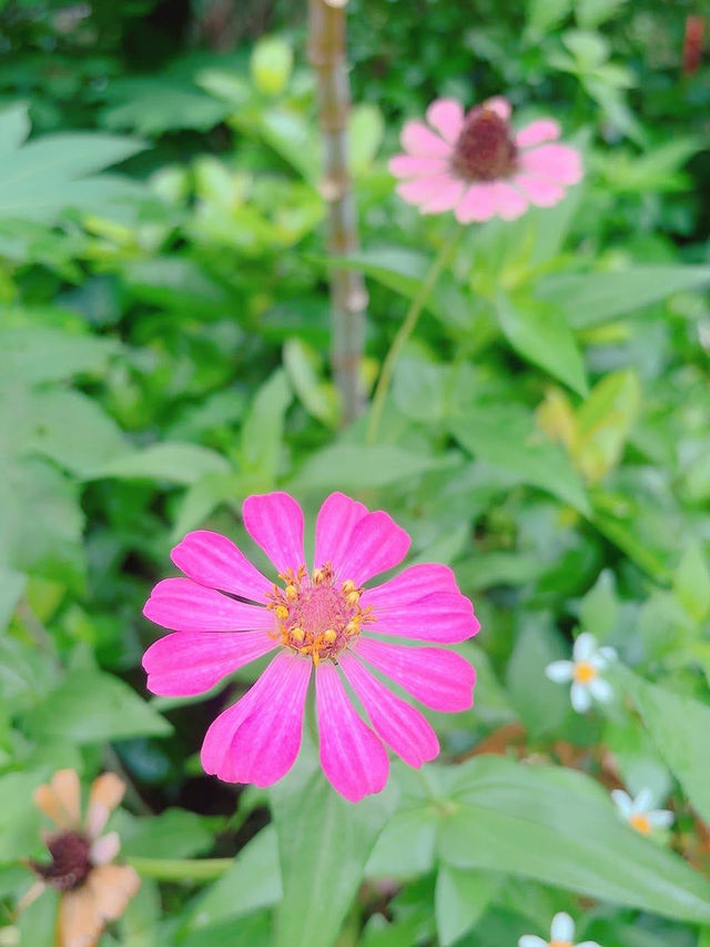 自然の中でリフレッシュ🌿✨ #バンコク散歩 #ロットファイ公園