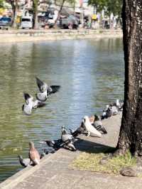 A Whirlwind Day at Tha Phae Gate, Chiang Mai