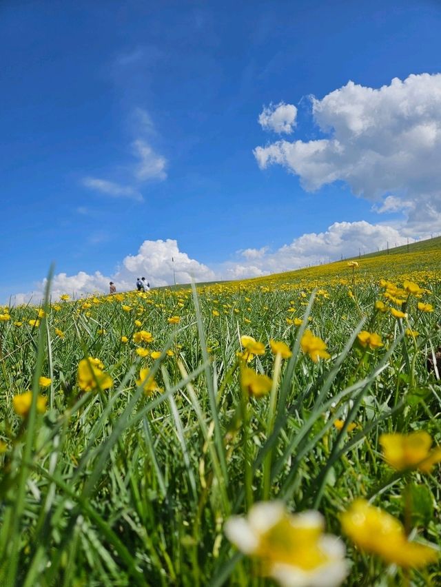 天山山脈予你一場夏日清涼🌱