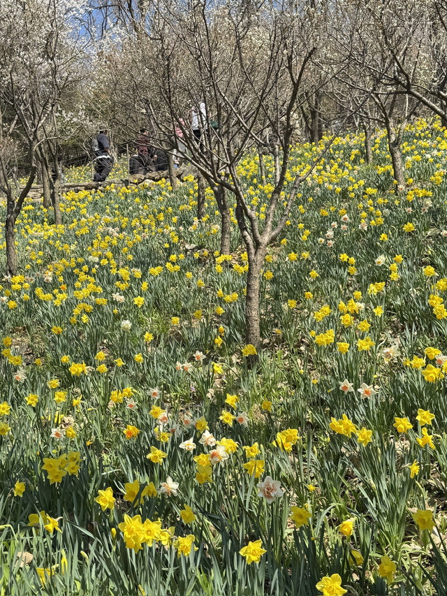 🌸 봄을 걷다, 화담숲 여행기