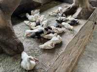 Farm In The City KL – A Fun and Hands-On Experience for the Whole Family