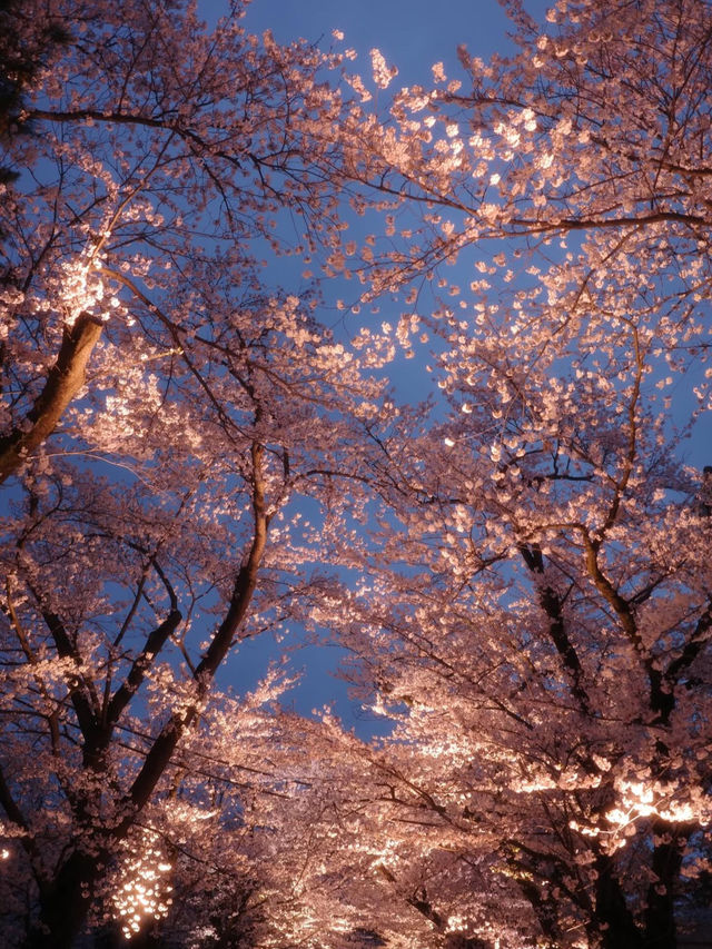 四季が彩る歴史の庭。高田城址公園で静かな時間を🌸