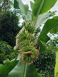 Desaru Fruit Farm