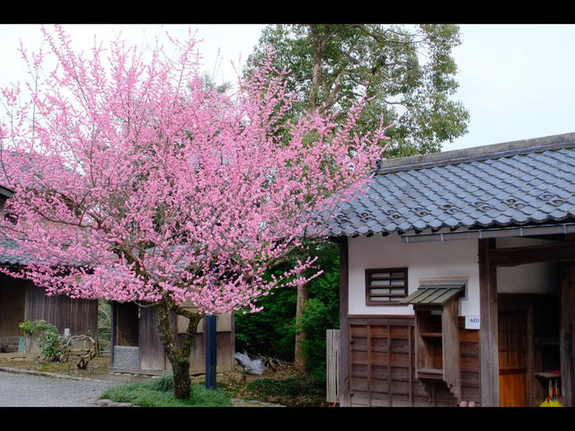 【おさごえ民家園で江戸時代にタイムスリップ】福井の暮らしを感じる旅🏡🕰️
