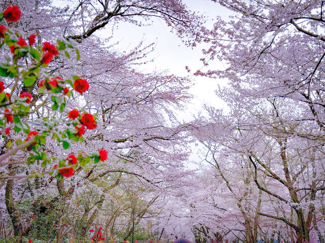 ปราสาทฮิโรซากิ (Hirosaki Castle / 弘前城)