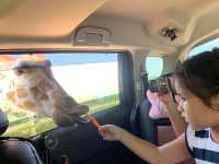 Safari Park Kanchanaburi | ซาฟารีปาร์ค กาญจนบุรี