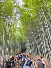 Forest Bamboo Kyoto: A Journey Through Stillness