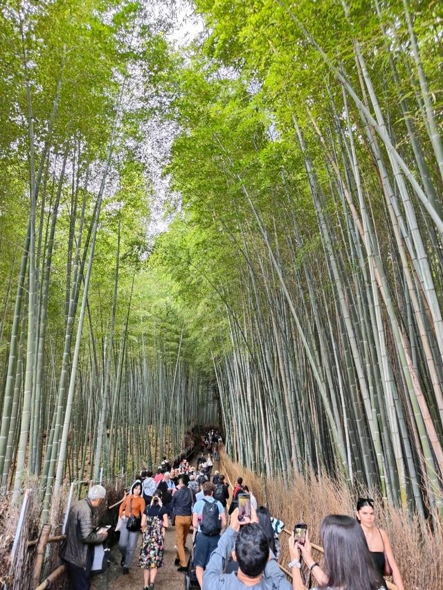 Forest Bamboo Kyoto: A Journey Through Stillness