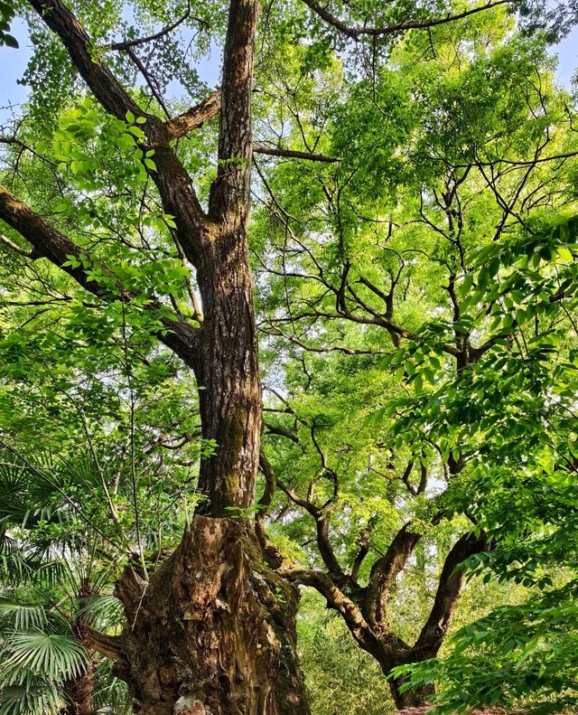 ～玉照公園～綠綠的美～