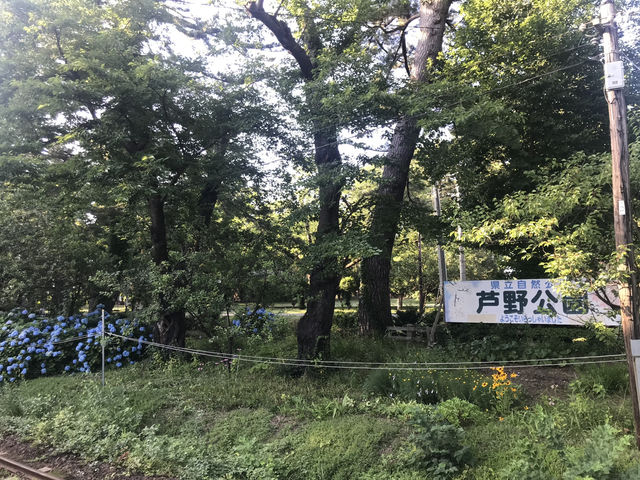 青森五所川原-蘆野公園（繡球花）