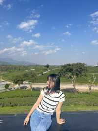 ไร่ชาฉุยฟง  บรรยกาศดีมาก จังหวุดเชียงราย
