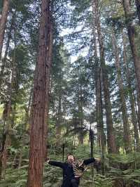 🌲紐西蘭最治癒的森林仙境｜紅木森林步道 Redwoods Forest 拍照打卡全攻略