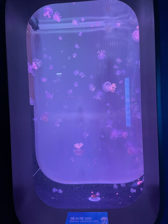 香港隱世打卡 荃灣隱藏寶藏！浩海立方探游館，水母控必去