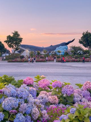 Summer is all about hydrangeas! Jangsaengpo Hydrangea Festival.
